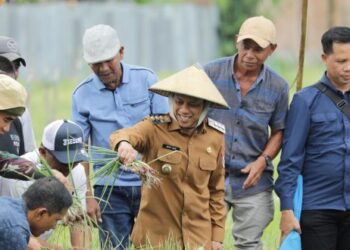 Wali Kota Kotamobagu: Panen Raya Bawang Merah Simbol Kerja Keras dan Kebersamaan Petani