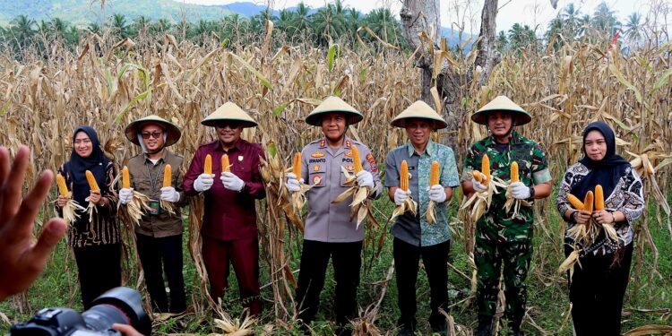 Wali Kota Kotamobagu Weny Gaib Hadir Panen Raya Jagung Serentak di Desa Bungko