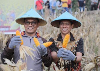 Dukung Swasembada Pangan 2026, Kakorbinmas Polri dan Wali Kota Kotamobagu Panen Raya Jagung di Motoboi Kecil